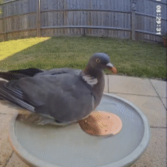 🥇PolarPosh™ 99.99% Pure Copper Bird Bath Disk — Keep Your Birdbath Clean Naturally, All Season Long! No Chemicals, No Hassle.